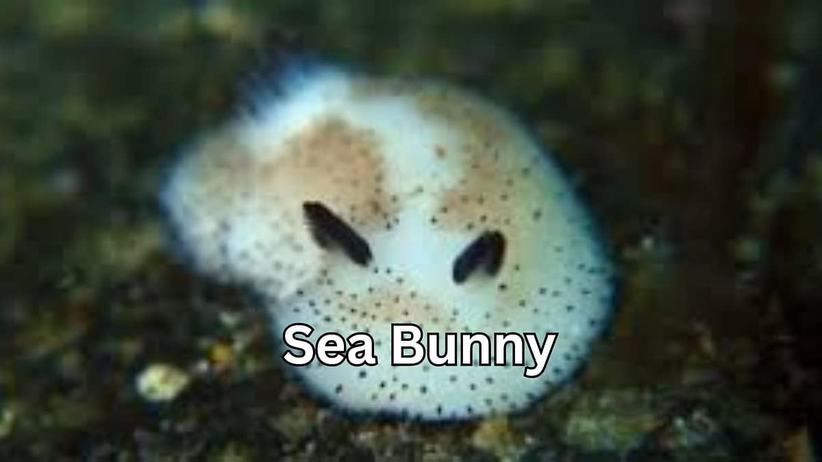 Sea Bunny: A Fascinatingly Cute Yet Surprisingly Powerful Ocean Creature